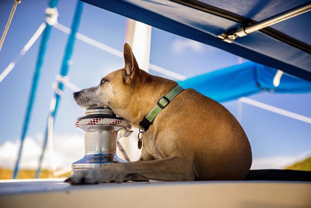viajar con mascota en barco