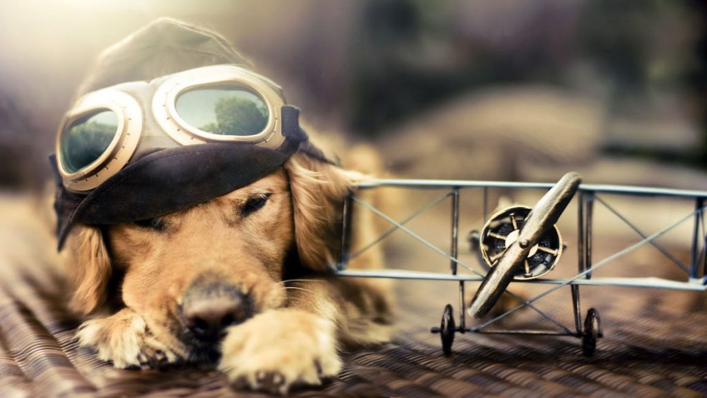 Viajar con mascota en avión